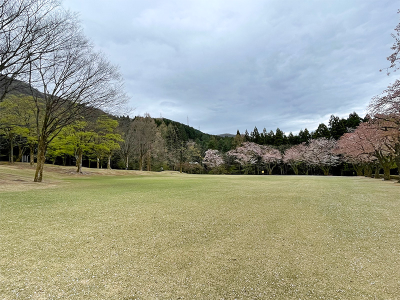 石川県樹木公園の桜