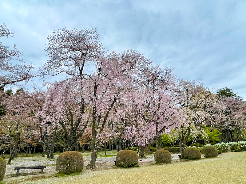 石川県樹木公園の桜