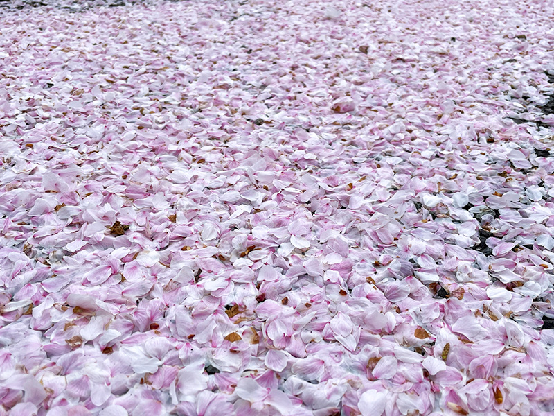 石川県樹木公園の桜