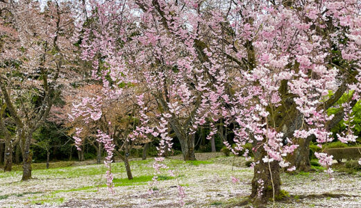 【花見】およそ130品種もの桜を1ヶ月近くにわたって楽しめる樹木公園