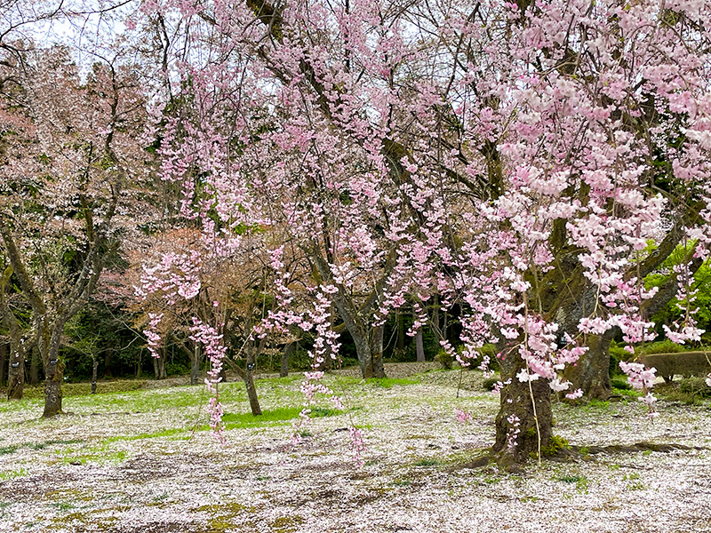 石川県樹木公園の桜