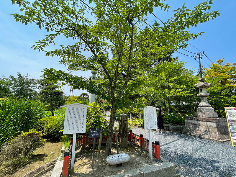 新潟総鎮守 白山神社（はくさんじんじゃ）