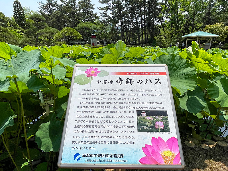 新潟総鎮守 白山神社（はくさんじんじゃ）