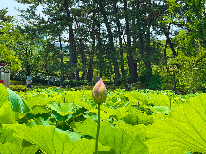 新潟総鎮守 白山神社（はくさんじんじゃ）