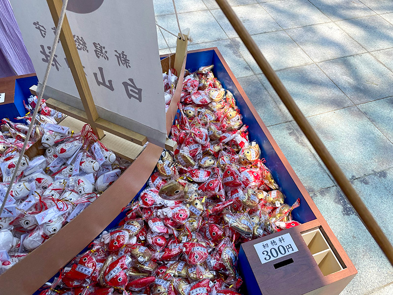 新潟白山神社鯛みくじ