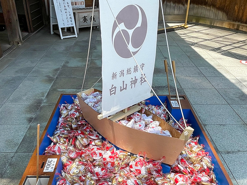 新潟白山神社鯛みくじ