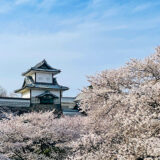 【花見】金沢で花見といえばやはり兼六園と金沢城は外せないね
