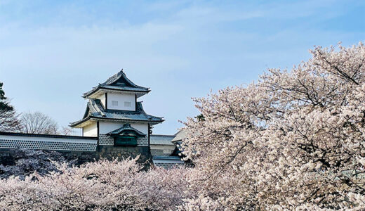 【花見】金沢で花見といえばやはり兼六園と金沢城は外せないね