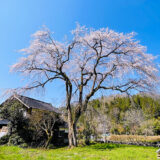 【花見】「千恵子桜」と名付けられた山間の小さな集落に咲き誇る美しき枝垂れ桜