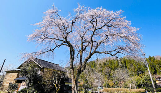 【花見】「千恵子桜」と名付けられた山間の小さな集落に咲き誇る美しき枝垂れ桜